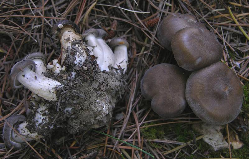 Lyophyllum da determinare.